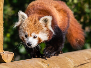 Gorgeous Red Panda Walking Along a Wooden Post