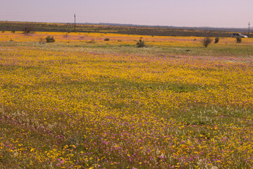 Namaqualand 