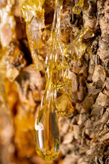 Pine resin amber color flows down the bark of the tree. Damaged pine bark dripping sticky resin