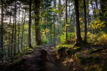 Obraz premium A trail going through a forest filled with a soft magical light
