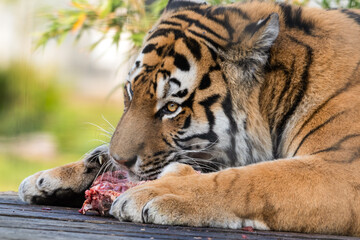 Beautiful Bengal Tiger Eating Raw Meat