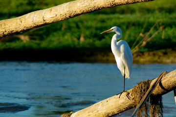isolated great white egret