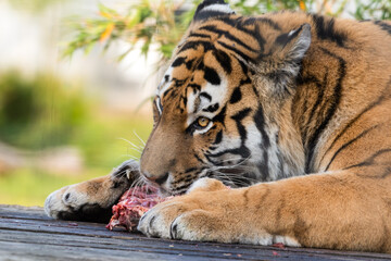 Beautiful Bengal Tiger Eating Raw Meat