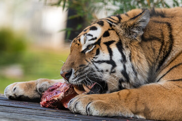 Beautiful Bengal Tiger Eating Raw Meat