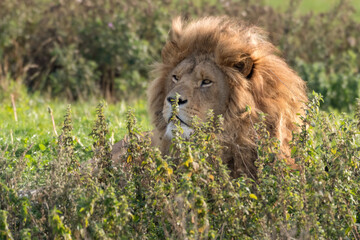 Obraz na płótnie Canvas Male Lion Resting in Tall Grass