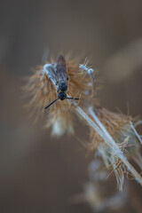 Dipterous. Fly species photographed in their natural environment.