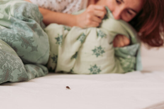 Woman in bedroom terrified by brown stink bug walking on her bed