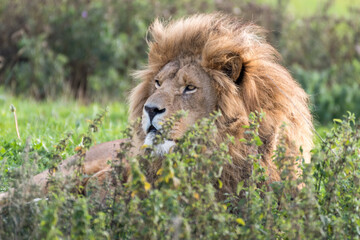 Naklejka na ściany i meble Male Lion Resting in Tall Grass