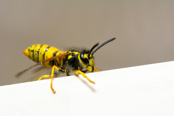 Beautiful Median wasp (Dolichovespula) portrait 