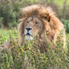 Fototapeta na wymiar Male Lion Resting in Tall Grass
