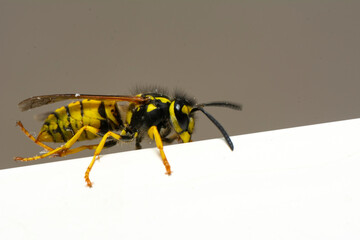 Beautiful Median wasp (Dolichovespula) portrait 