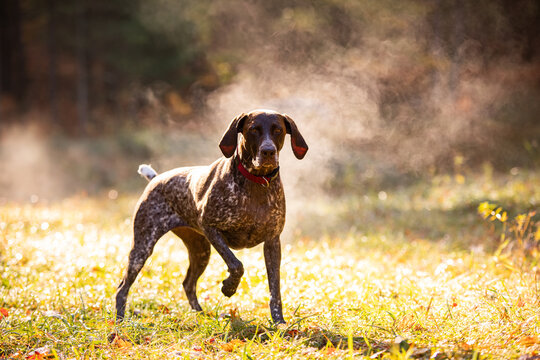 German shorthaired pointer hunting with steam rising on cold morning 