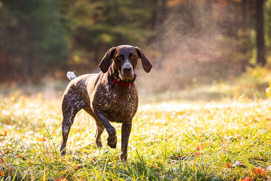 German shorthaired pointer hunting with steam rising on cold morning 