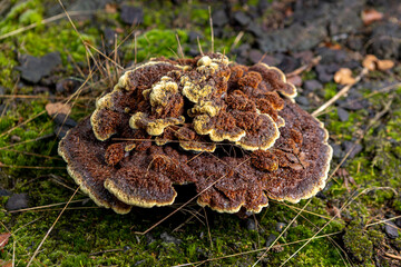 Well lit cap of brown Trametes Versicolor with yellow accent lines, a common polypore mushroom on...