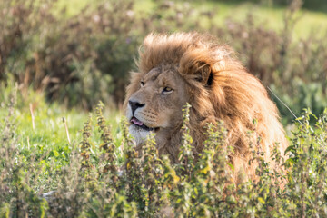 Male Lion Resting in Tall Grass
