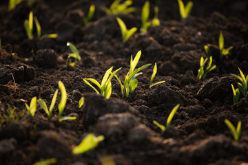 Fresh plant of wheat growing in the field having black soil in India with selective focus.