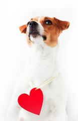 Dog girl Jack Russell looking up with red heart