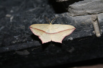 Blood-vein moth on stone (Ampferspanner)