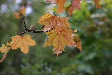 Leaves on a tree in the forest in autumn