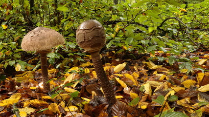 Czubajka kania © Maciej Bonk