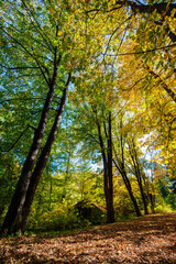 Beautiful autumn landscape in Vanadzor's botanical garden