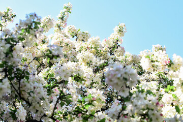 Tender flowers blue sky background. Floral backdrop. Spring allergy. Botany and gardening Apple tree blossoms. Honey plants. Inspiring flowers. Botanical garden concept. Cherry flowers background