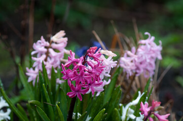  hyacinth