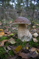 Steinpilz im Wald