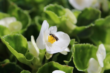 Tiny wild bee on white garden flower
