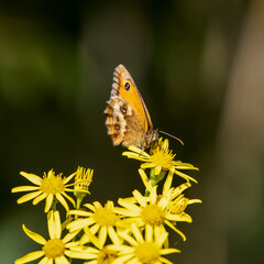 Gatekeeper Butterfly Collecting Nectar from a Stinking Willie Wildflower
