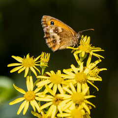 Gatekeeper Butterfly Collecting Nectar from a Stinking Willie Wildflower