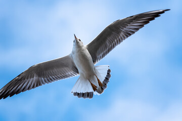 Naklejka premium A Seagull in flight in the blue sky