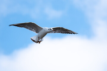 Obraz premium A Seagull in flight in the blue sky