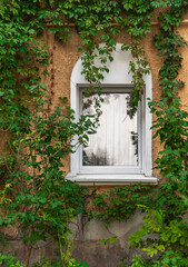 Fototapeta na wymiar Arched Windows in the greenery of a climbing plant.