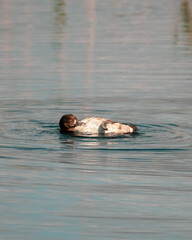 Fototapeta premium Tufted Duck Preening Whilst Floating on Water