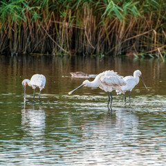 Three Spoonbills Wading in Shallow Water Searching for Fish