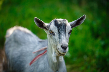 The portrait of funny goat on the background of green field. Beautiful young goat portrait outdoors. Backyard homestead with goats.