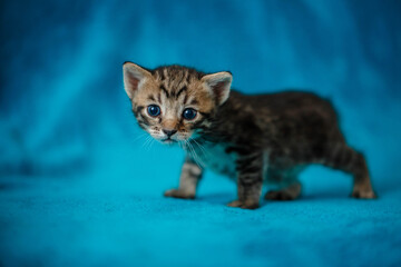 Fototapeta na wymiar one gray strip a beautiful little kitten, playing on a blue background,