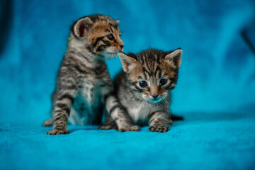 Fototapeta na wymiar two kittens play on a blue blanket