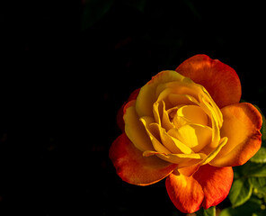 yellow/orange rose offset in lower corner with black background copy space