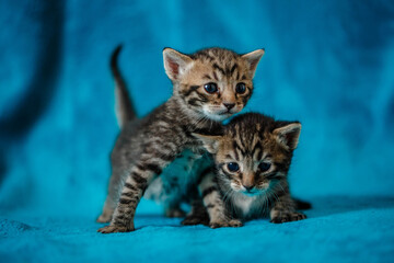 two kittens play on a blue blanket