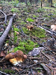 mushrooms in the forest