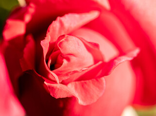 Fototapeta na wymiar Red rose center bud closeup