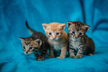 Fototapeta na wymiar three small multicolored kittens on a soft blue blanket with their heads turned in sync