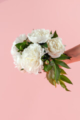 White peony Flowers in a frame on a pink background.