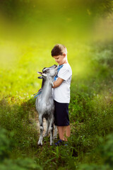 boy in Ukrainian shirt  standing on the grass near the goat. 