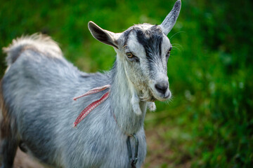 The portrait of funny goat on the background of green field. Beautiful young goat portrait outdoors. Backyard homestead with goats.