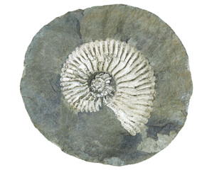 fossil of an extinct ammonite clam inside a cracked concretion isolated on white background