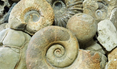 background - ammonite shells and other paleontological and geological specimens are heaped