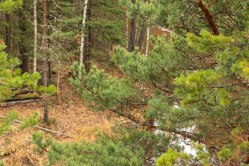 beautiful,natural, green coniferous trees in the taiga, forest © TANIANA GRYAZNEVA
